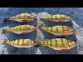 Video Thumbnail for JUMBO Perch Fish Frenzy Ice Fishing!
