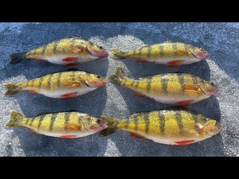 JUMBO Perch Fish Frenzy Ice Fishing!