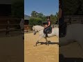 PONEY CSO AS2/AS1