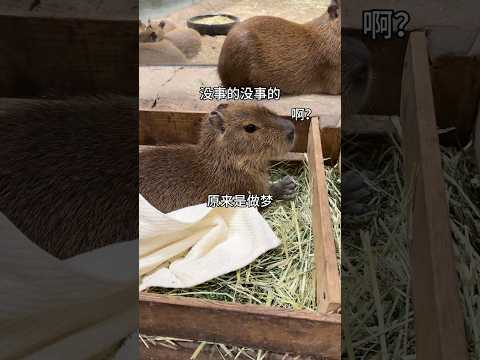 capybara 卡皮巴拉 當小水豚做了惡夢😱 #capybara #水豚 #水豚君 #卡皮巴拉 #呆萌 #cute #可愛い #萌寵 #療癒 #short