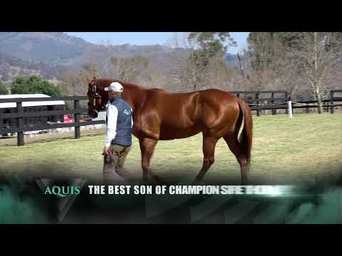 Spieth, the sprinting sensation by Champion Sire Thorn Park