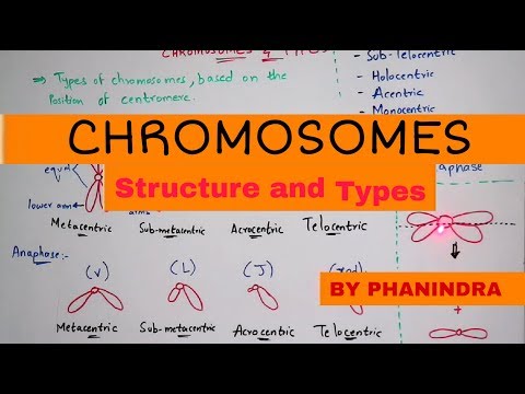 POINT MUTATION BY PHANINDRA GUPTHA
