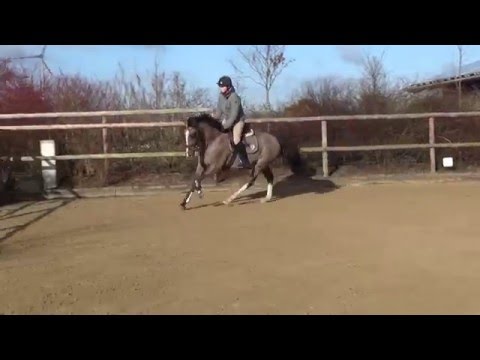 N.N. v. Cormint - Caretino, *12, Springen