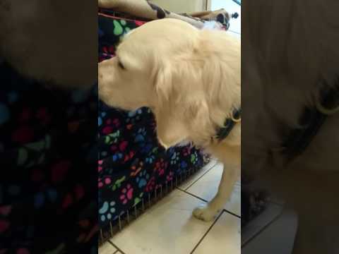 Pickpocket Forager with Phoebe