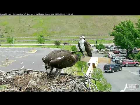 Hellgate osprey MT  6 13 18 1253pm Live fish delivery & feeding the babies