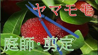 【植木・剪定】　ヤマモモ編