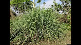 Download lagu Mengaktifkan Bunga Serai, Dengan surah al-fatihah. #mustika#mistiserai#kerejekian#serai #seraiwangi mp3