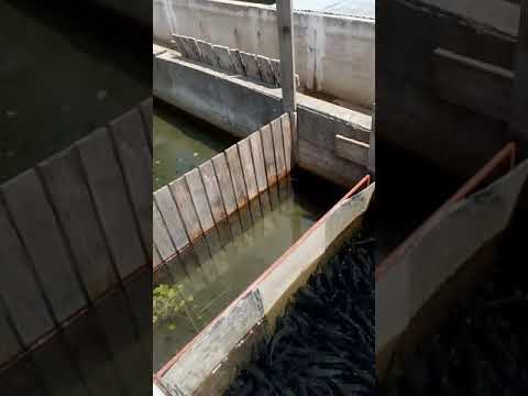 Pastravi la pastravaria din Cândesti Arges