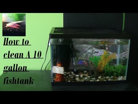 How to clean a 5 gallon fish tank