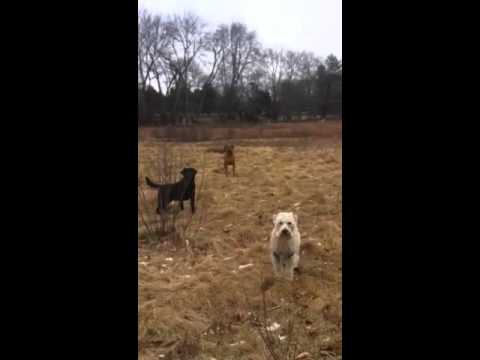 Affordable Dog Walking And Pet Sitting Services Wayland, MA (508) 308-6230