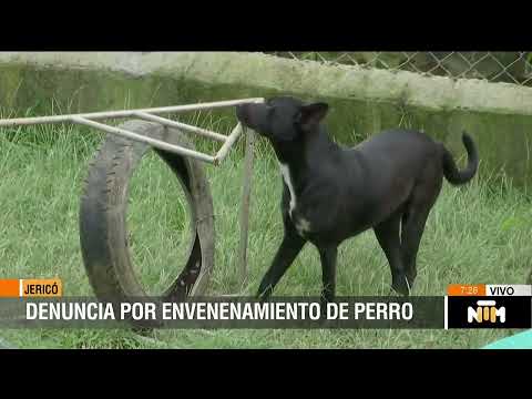 Denuncian envenenamiento de una perra en Jericó - Telemedellín