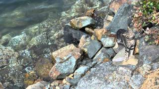 bruce haack - friendship