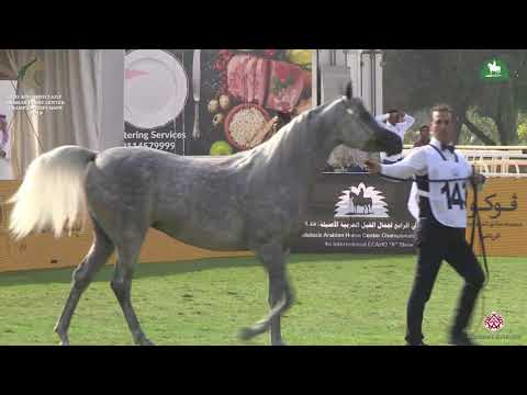 N 143 NADREEN AL SOMAA   KAAHC 2019   Mares 4 6 Years Old Class 4A