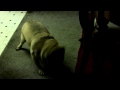 Winston The Pug Sneezing