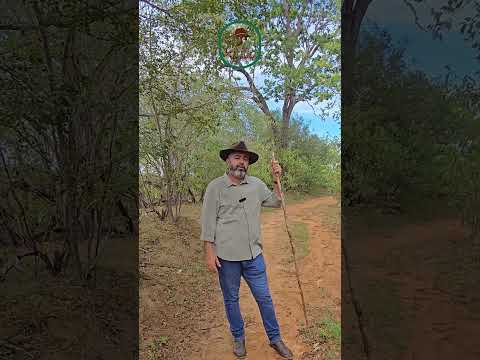 🌾 FAZENDA OLHO D’ÁGUA DO CAMINHO – BELEZA NATURAL E POTENCIAL PRODUTIVO NO CARIRI PARAIBANO 🌾