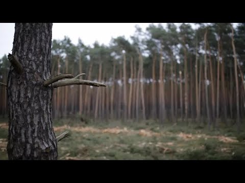 Brandenburg: Umbau der Kiefermonokulturen soll Wälder retten