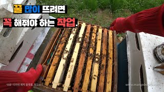 옮겨둔 꿀벌들 근황. 꿀 1.5배 많이 들어오게 하는 방법.