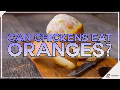 Can Chickens Eat Oranges?