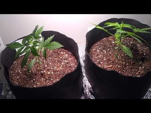Autoflower Grow* Seedsupreme- week3