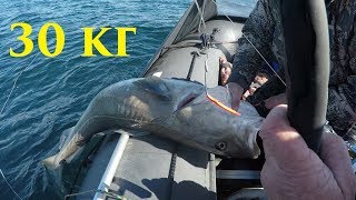 Рыбалка баренцево море огромная треска