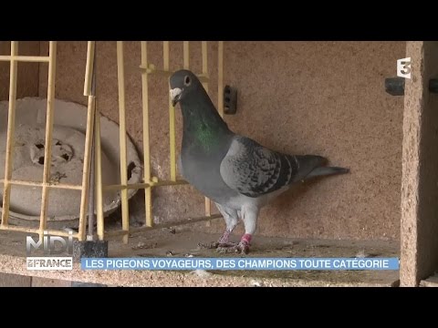 , title : 'ANIMAUX & NATURE : Les pigeons voyageurs, des champions toute catégorie'