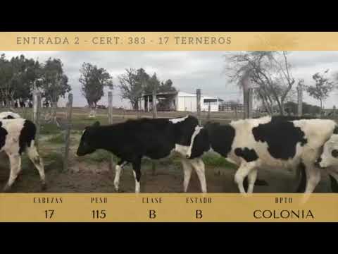 Lote 17 Terneros 11 HO,  6 CRUZAS 115kg -  en RUTA 2 KM 160, 3 KM AL SUR