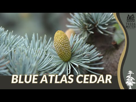 BLUE ATLAS CEDAR Unveiled: Description, Origin and More! (Cedrus atlantica 'Glauca')
