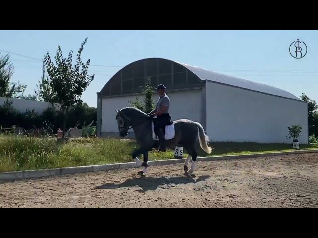 Hongre PRE Pure Race Espagnole A vendre 2021 Gris par Cascabel G