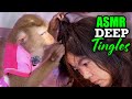 ASMR Monkey Grooming For DEEP TINGLES Instant Sleep Relaxation