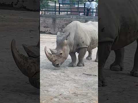 genda rhino #subscribe #shortclip #rhino #shortfilm #share #animal #animalworld #shortvideo