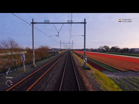 🇳🇱 Striking colors of blooming tulips: Haarlem - Leiden SLT 26/4/2023