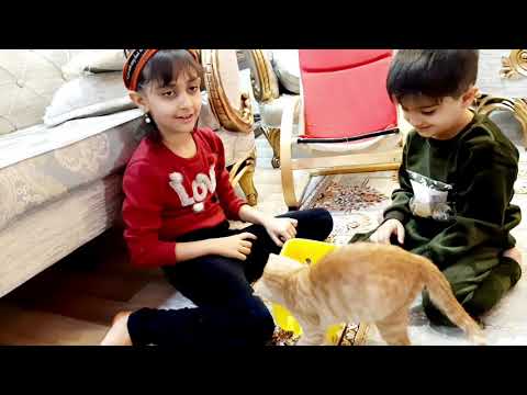 taman u pshela  yary dakan  🤩😘new cat