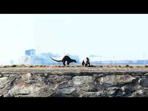 Otters Marking Territory