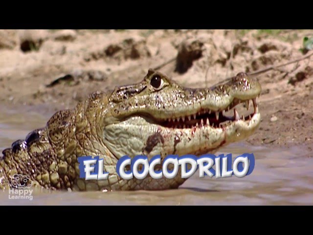 Video Pronunciation of cocodrilo in Spanish