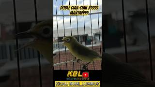 Download lagu KECIAL KUNING GACOR😲😲😲 #kecialkuninglombok mp3