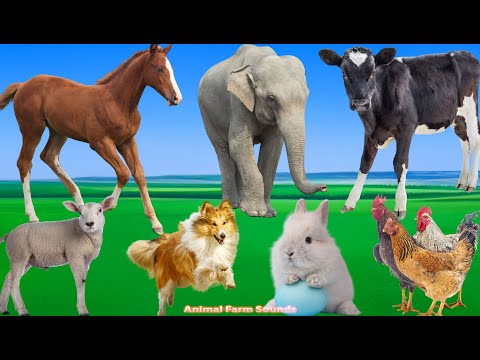 Beautiful Animal Moments: Chicken, Dog, Cat, Elephant, Cow, Sheep, Horse - Animal Video
