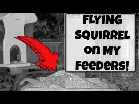 FLYING Squirrel "GLIDES" Into My Feeders for the FIRST Time!