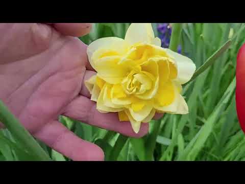 Lale Bahçesi Çiçek Bahçesi Birbirinden Güzel Laleler Birbirinden Güzel Çiçekler #lale #çiçek #doğa