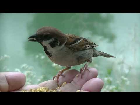 可愛いすずめ達 サキッチョ、新入り君 20220705pm 1（天満宮）