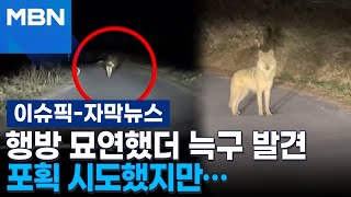 [자막뉴스] 행방 묘연했더 늑구 발견, 포획 시도했지만… | 이슈픽