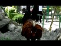 Feeding a funny looking chicken in Pachuca 2011. Feeding a funny looking chicken in Pachuca 2011.