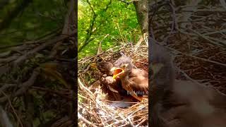 Download lagu Suara bayi jalak #shorts mp3