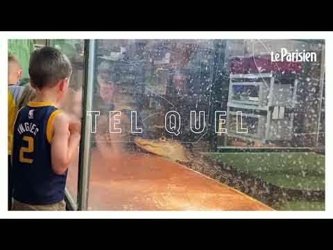 Une soignante happée par un alligator