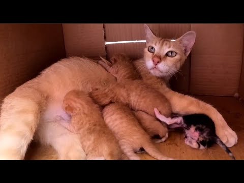 Newborn Kittens Struggle To Reach The Mother's Cat's Breast To Suck Milk.