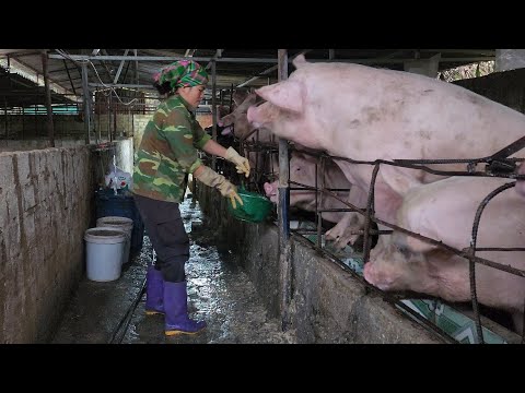 pig grafting.Selling piglets,pairing pigs to prepare for the new generation /@ThoaRurallife  #141