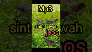 Download lagu Razanya suara burung sintar sawah mp3 Download lagu Razanya suara burung sintar sawah mp3