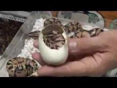 YouTube Video k_rbbWU5KR4