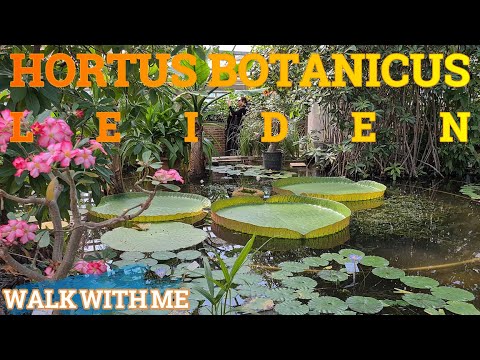 HORTUS BOTANICUS 2024 LEIDEN NETHERLANDS #hortus #hortusbotanicus #leiden #walkwithmechannel
