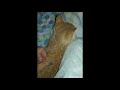 Ginger Orange Tabby Meow Clip
