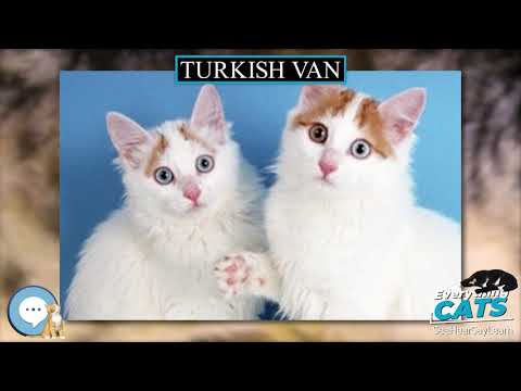 Turkish Van 🐱🦁🐯 EVERYTHING CATS 🐯🦁🐱